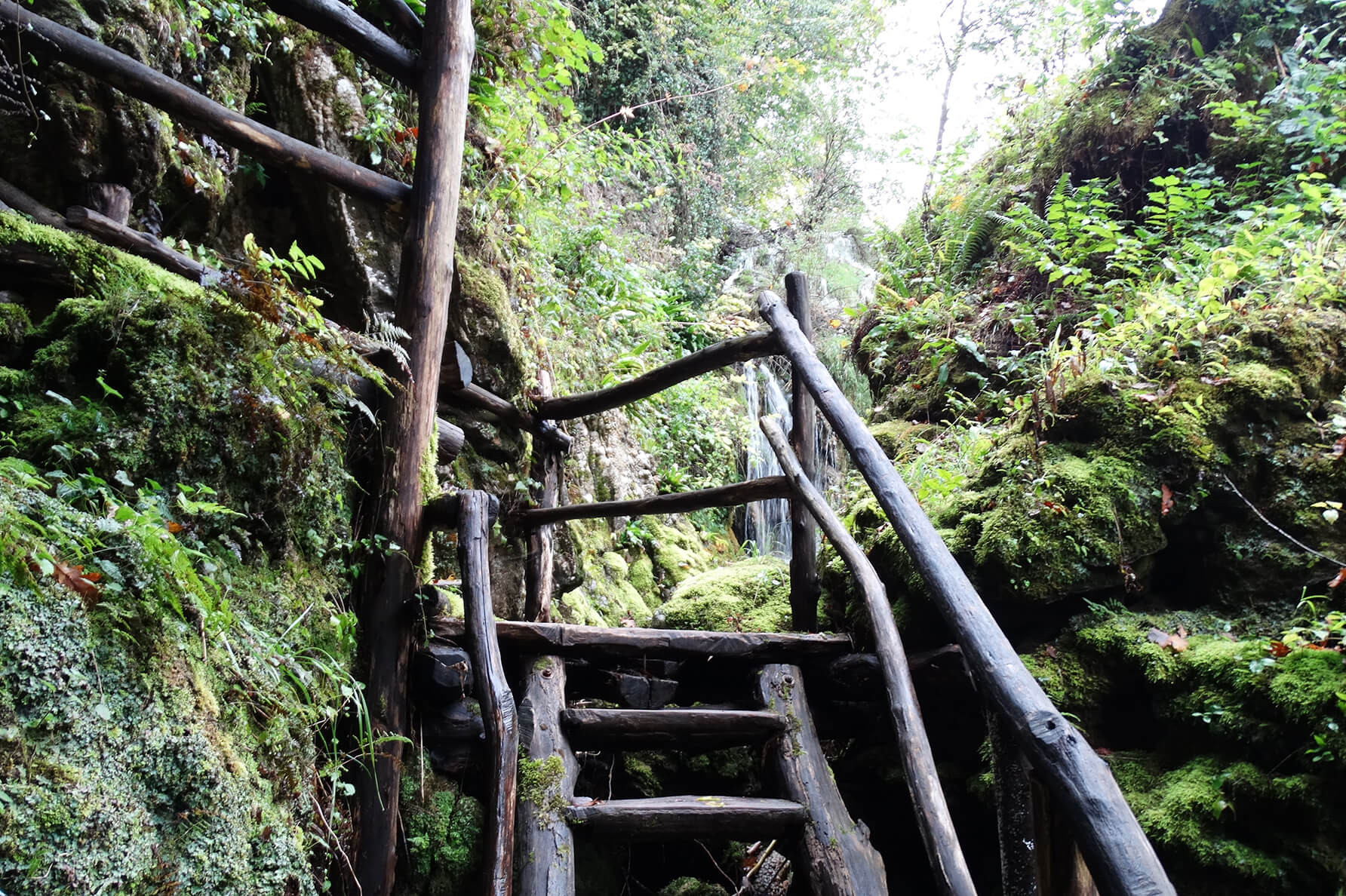 Stairs in a forest leading up